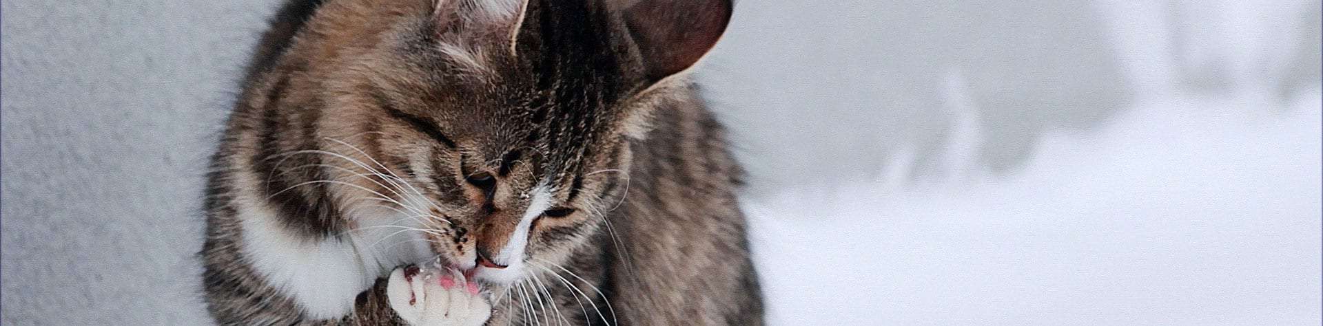 Happy Cat Enclosure Banner